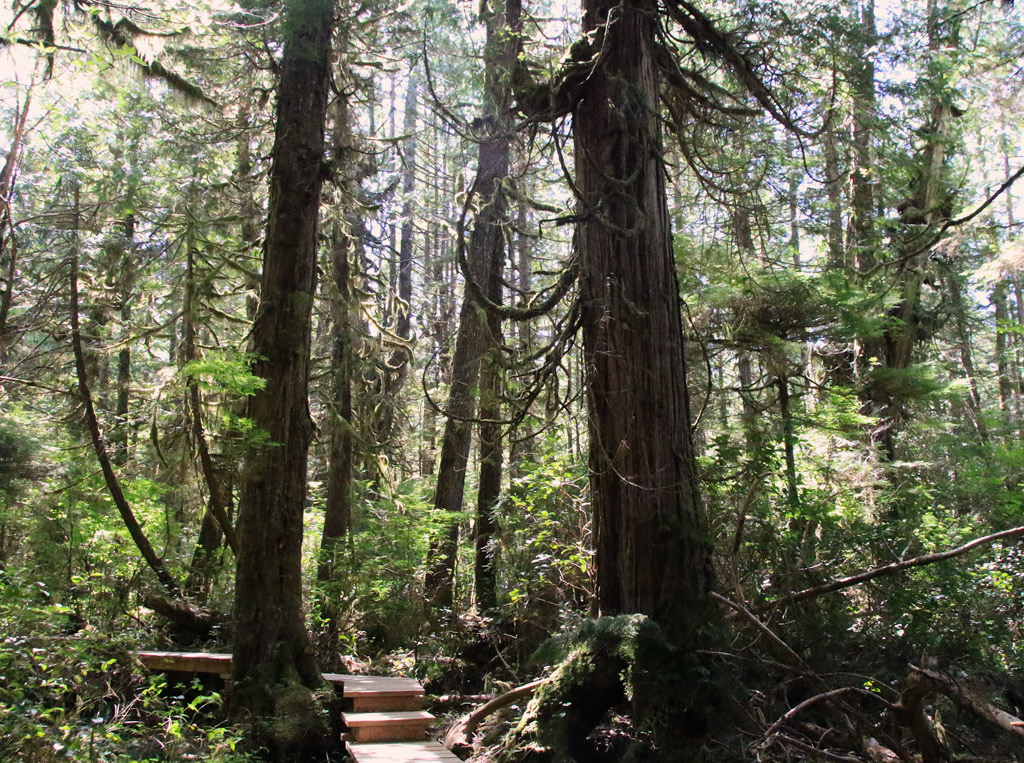 Rainforest Hiking Trail In Pacific Rim National Park | Tofino Trails