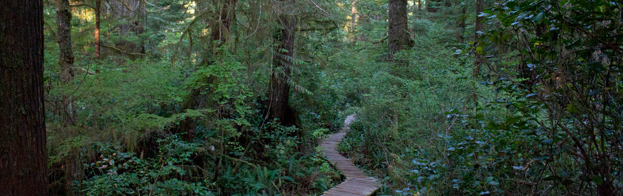 Tofino Hiking Trails