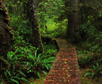 The wooden boardwalks to Halfmoon Bay