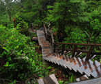 The wet, wooden stairs that go down towards the beach at Halfmoon Bay