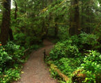 The Wild Pacific Trail passes through lush west coast rain forest
