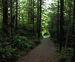 The gravel trail along the Willowbrae Trail