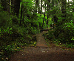 Wooden boardwalks along the Willowbrae Trail