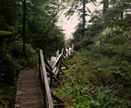 Wooden stairs lead down to the beach along the Willowbrae Trail