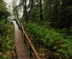 The stairs down to the beach area on the Willowbrae Trail