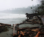 Logs washed up from the Pacific Ocean
